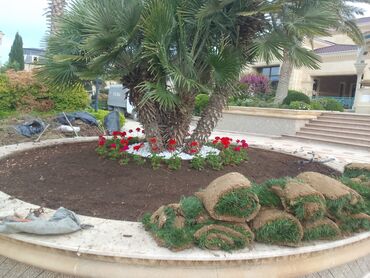 Şitillər: Qazon satışı enli yarpaq danimarka toxumuyla əkilmə qazon satışını -da lalafo.az — 11 Şitillər: Qazon satışı enli yarpaq danimarka toxumuyla əkilmə qazon satışını — 11