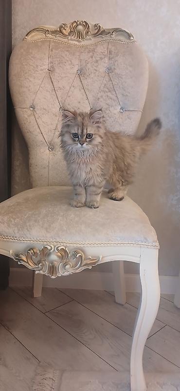 Pişiklər: Britan, Dişi, Ünvandan götürmə — 5