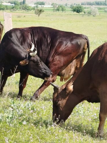 животные лошадь: Продаю | Корова (самка) | Симментальская | Для молока | Стельные, Искусственник