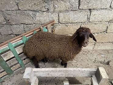 Qoyun – yerli cins, qəhvəyi rəngdə, quyruqlu (yağlı quyruq tipli). - lalafo.az -da — 3 Qoyun – yerli cins, qəhvəyi rəngdə, quyruqlu (yağlı quyruq tipli). - — 3