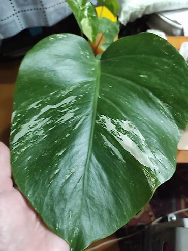 Монстеры: Монстера Альба Монстера Тайское Созвездие, черенки и взрослые цены — 2