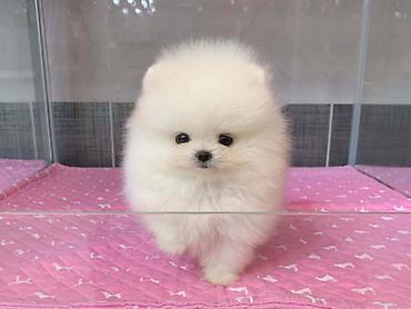 pomerian spitz: Şpitz, 2 ay, Sənədli — 1