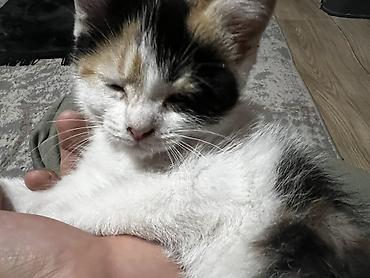 scottish fold: Кошка даром: Скотиш Страйт (Шотландская прямоухая), 1 месяц, Девочка, Приучена к лотку — 3