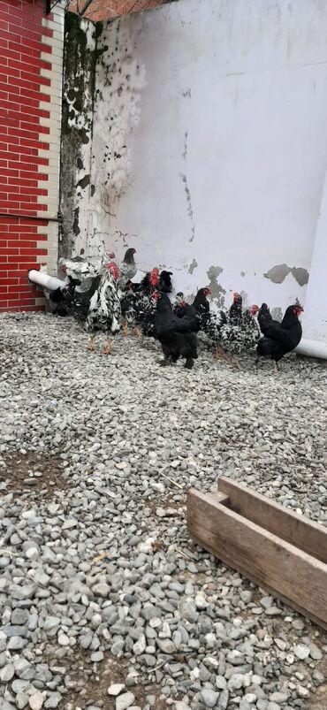 Digər quşlar: Bu toyuqların yumurtaları sifarişlə yığılıb satılır öz həyətimdədi — 7