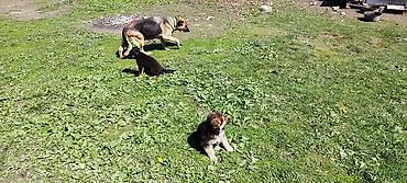 Продажа собак: Щенки немецкой овчарки - Помёт от породистых родителей, классический — 6