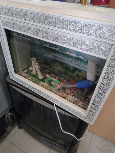 купить аквариум в баку: Dördbucaq akvarium, Balıqlarla birlikdə, 10 l