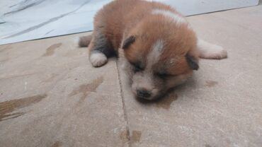 ingilis setteri it cinsi: Akita-inu, 1 ay, Dişi, Ünvandan götürmə