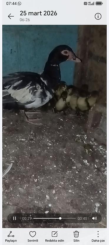 K/t heyvanları və malları: Lavanda 1 ana 10 bala balalar 12 gunnuy du bugün tam saglamdilar — 1