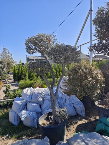 1 paqon metr neçə metrdir: Bonsai formasında zeytun ağacı (Olea europaea) – iri qara qablarda -