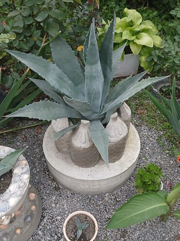 Otaq bitkiləri: Aqava bitkisi adi və decor qablarda(əl iṣi), müxtəlif olçüdə və — 2