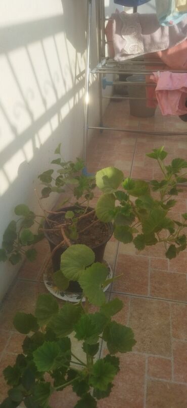 Otaq bitkiləri: Satış üçün müxtəlif otaq/balkon bitkiləri seti. razılaşma yolu ilə -da lalafo.az — 5 Otaq bitkiləri: Satış üçün müxtəlif otaq/balkon bitkiləri seti. razılaşma yolu ilə — 5