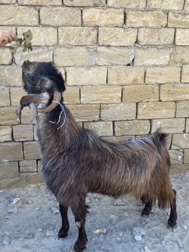 Keçi, çəpiş: Hələbdi safqan əsl saxlanmalı heyvandı, cavandı çox iri heyvandı başqa — 6