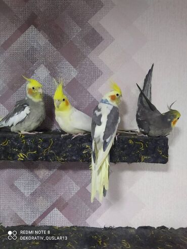 Tutuquşları: Salam danisan quslar satilir. Yaslari ferqlidir. Quslar dislemir — 7