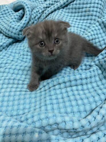 вислоухие котята цена: Продаётся котёнок! 🐾 Очаровательный породистый шотландский котёнок