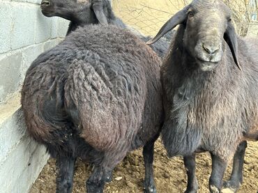 Бараны, овцы: Продаю | Баран (самец), Ягненок | Гиссарская, Арашан | Для разведения, Для шерсти, На забой | Племенные — 9