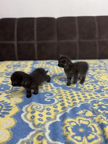 Продажа кошек: Британская короткошёрстная, 2 месяца, Девочка, Приучена к лотку