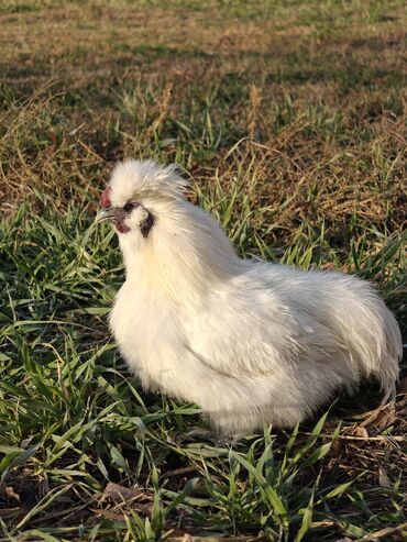 Куры, петухи: Продаю | Куры | Для разведения — 7