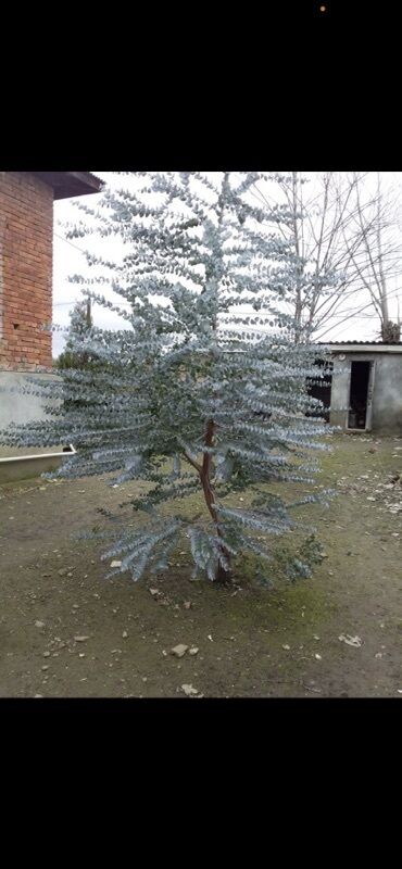 Саженцы деревьев: Eucalyptus (Eucalyptus cinerea – Silver Dollar) fidanları - Növlər