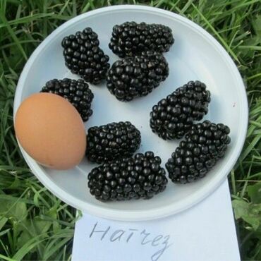 купить семена павловнии бишкек: Кара бүлдүркөн Дүңүнөн, Өзү алып кетүү, Акысыз жеткирүү