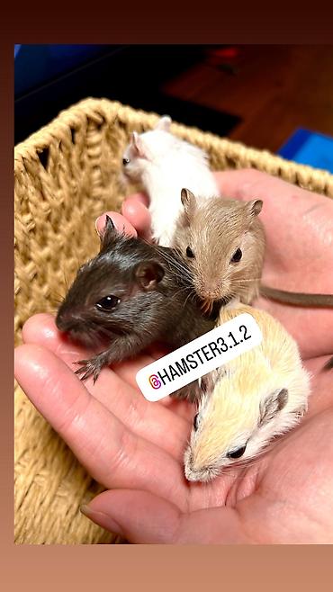 Хомяки: Продаются РУЧНЫЕ песчанки. От них НЕТ ЗАПАХА, как от хомячков и крыс — 5