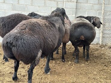 Бараны, овцы: Продаю | Баран (самец), Ягненок | Гиссарская, Арашан | Для разведения, Для шерсти, На забой | Племенные — 3