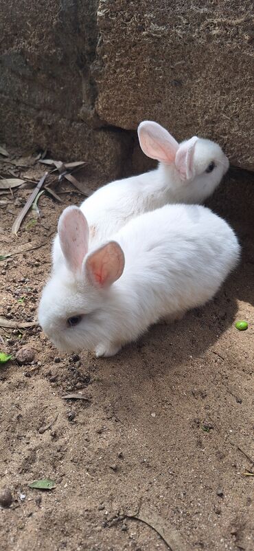 Dovşanlar: Dekorativ dovsanlar biri 15 azn — 11