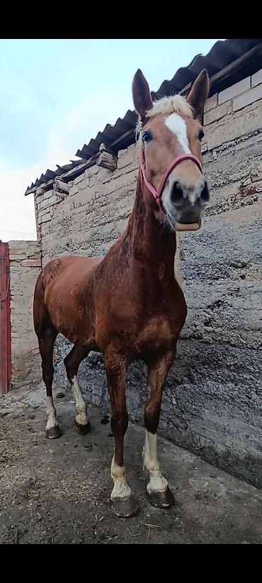 Лошади, кони: Продаю | Кобыла (самка) | Рабочий — 3