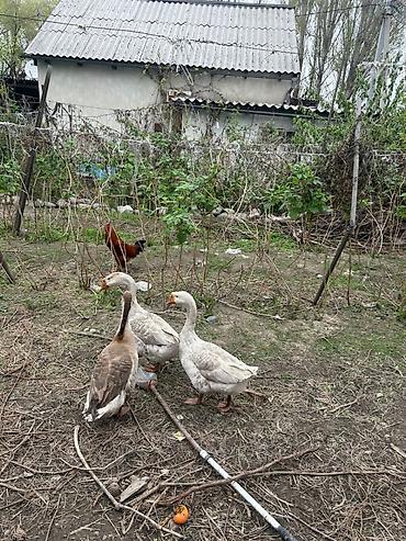 goose: Домашние гуси, стадо из 3 голов. - Породы/окрасы: два — 4