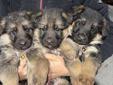 щенки охотничьих собак: 🐾 Щенки немецкой овчарки 🐾 Продаются красивые, породные щенки