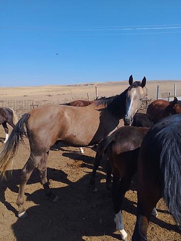 kyrgyz: Продаю | Жеребец | Полукровка | Конный спорт | Племенные — 10