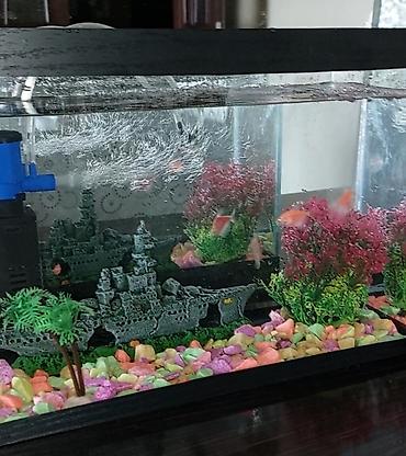 Digər: Akvarium 10 litr. Su filteri ve aksesuarlari ile (gemi,agac ve rengli — 1
