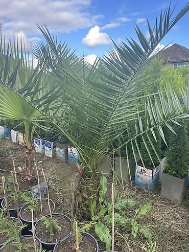 palm: Limon şam ağacı– dekorativ iynəyarpaqlı Lelandra Sekas Finik Tuya — 5