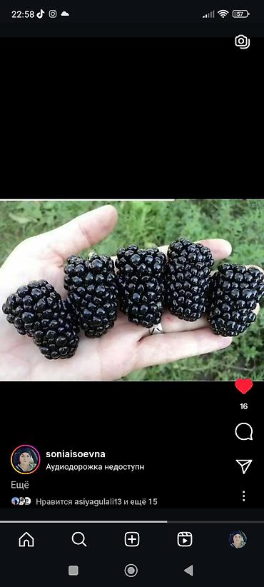 Фрукты и ягоды: Саженцы всех видов — питомник плодово-ягодных культур. Большой — 10