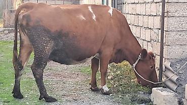vakum su pompası: Üçüncü qarına 7 aylıq boğazdı südü yağlı heyvandı — 7