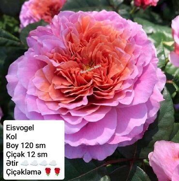 Şitillər: Sort qizilgul kollari ve sarmasanlarinin satişi .Ozumuz calaq yolunile -da lalafo.az — 10 Şitillər: Sort qizilgul kollari ve sarmasanlarinin satişi .Ozumuz calaq yolunile — 10