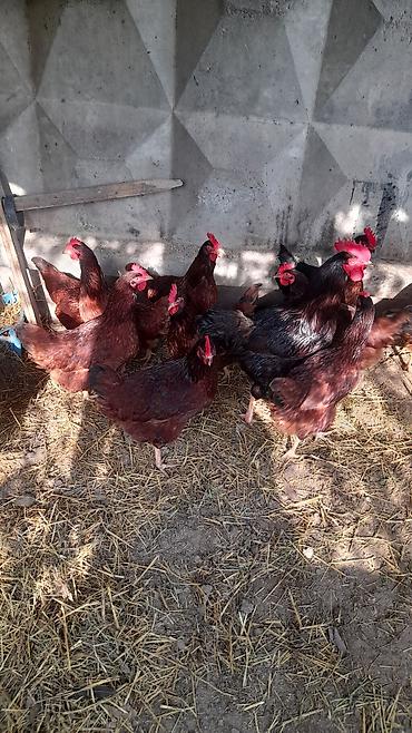 heyvanlar quslar: Şəkildəki toyuqların yumurtası satılır Red İsland qarışıqdı cücə — 5
