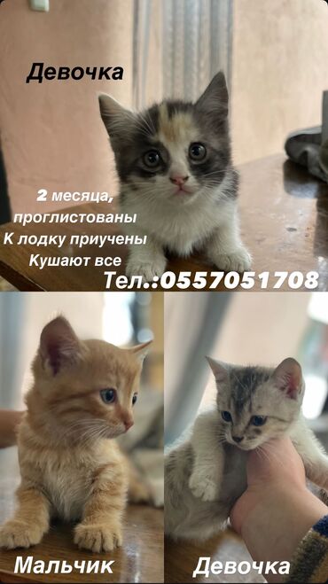 Кошки: Кошка даром: Беспородная, 2 месяца, Мальчик, Приучена к лотку, Проглистована