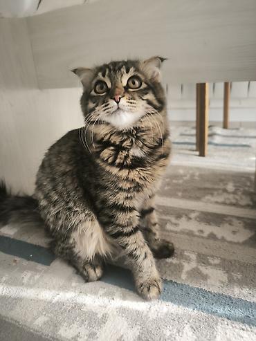 chi su: Кошка даром: Скотиш Фолд (Шотландская вислоухая), Девочка — 2