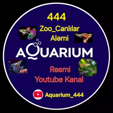 аквариум в баку: Aquarium_444 👈 | Zoo_Canlılar Aləmi YouTube kanalının reklamı. Bu