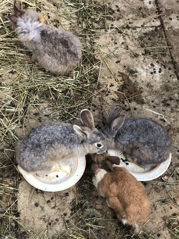 шотландский вислоухий рыжий котенок: Satlir tək və şəkidə 150 azn lalafo.az -da шотландский вислоухий рыжий котенок: Satlir tək və şəkidə 150 azn