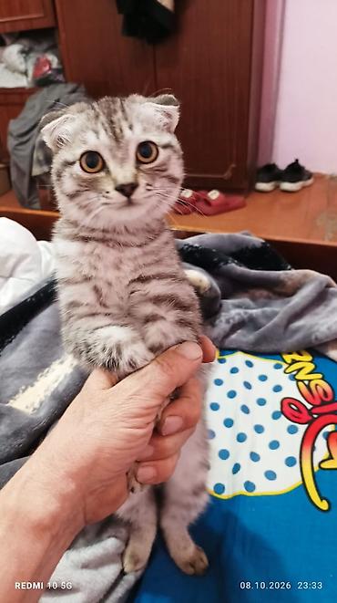 Продажа кошек: Отдам вислоухого котёнка ( девочка) подросток к лотку приученная — 2