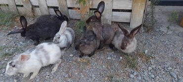 Dovşanlar: İri sort dovşanlar satilir! orta çəkili dovşanlar 15 azn, ağir çəkili -da lalafo.az — 12 Dovşanlar: İri sort dovşanlar satilir! orta çəkili dovşanlar 15 azn, ağir çəkili — 12