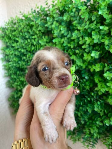 Psi: Odgajivacnica pasa "Happy Puppies" ima u ponudi prelepe stence mini — 3