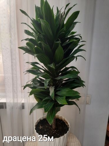 Otaq bitkiləri: Otaq bitkiləri kolleksiyası 1) Papоротnik – 20 m - Sərfəli otaq — 23