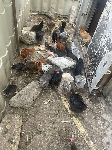 brama toyuqları: Salam 20eded çopla 14 eded yumurtaq toyuqlar hamsı satıram işimle — 6