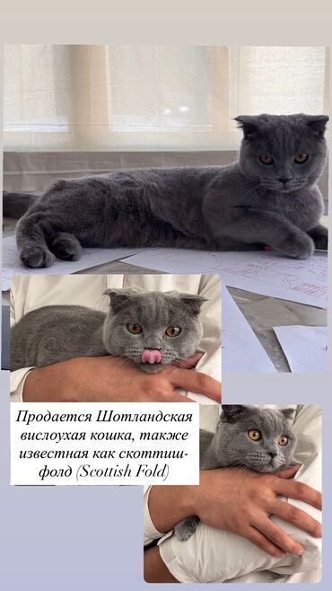для кур: Скотиш Фолд (Шотландская вислоухая), 8 месяцев, Девочка, Серый, Приучена к лотку, Проглистована, С документами