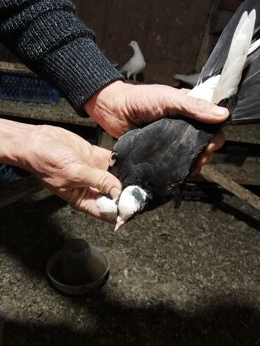 Göyərçinlər: Ağ rəng üstünlük təşkil edən ev göyərçinləri – dəst halında. - — 7