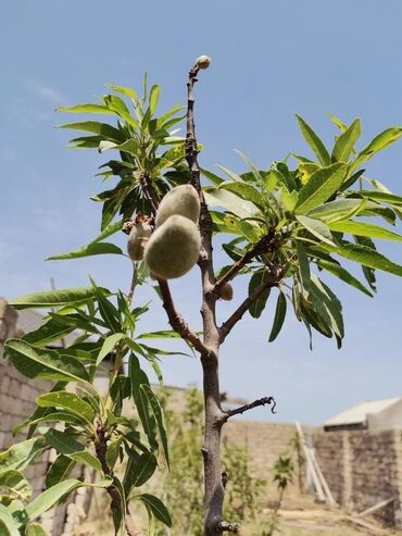Bağ evlərinin satışı: Bakı, Qala qəs., 115 kv. m, 3 otaqlı, Hovuzsuz, Kombi — 8