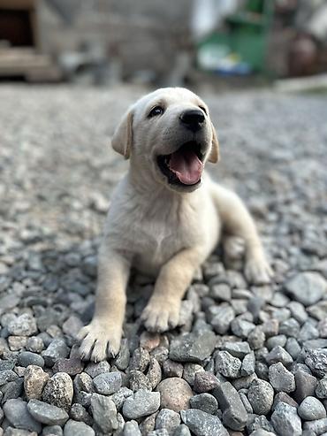 Продажа собак: 1 месяц, Самец — 9