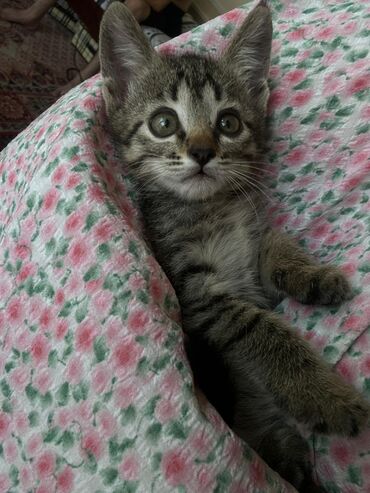отдам в добрые руки кошку: Беспородная, 2 месяца, Девочка, Приучена к лотку, Проглистована